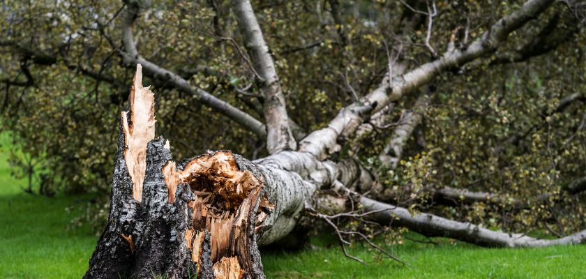 Storm Preparation for Trees