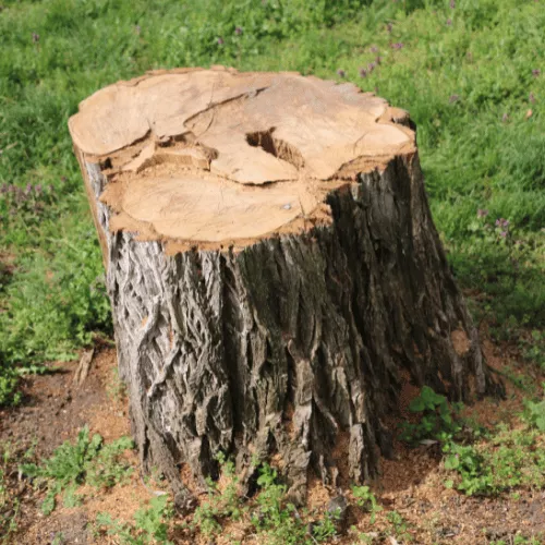 Professional Stump Removal in Dallas