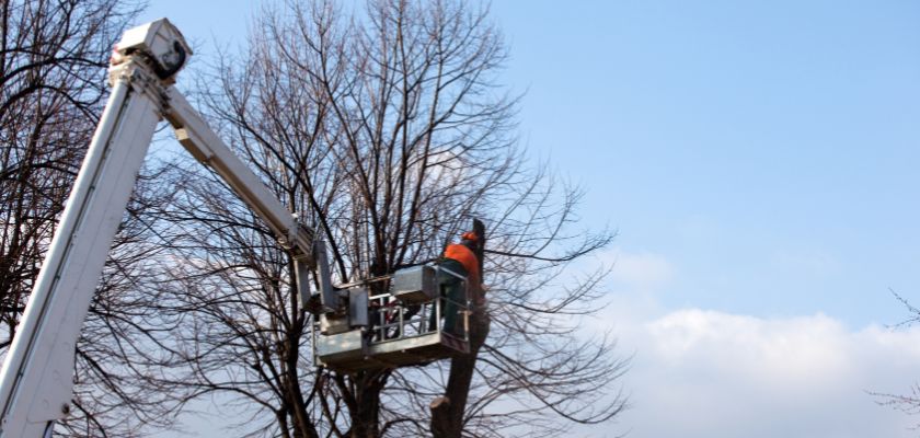 Tree Mitigation