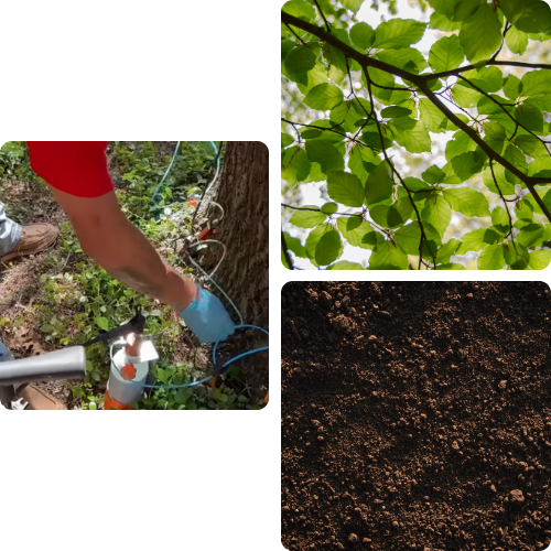 Tree Nutrition & Fertilization Lake Highlands