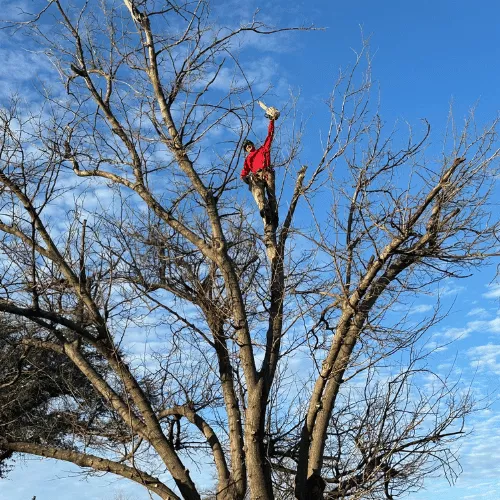 Tree Pruning Lakewood, TX