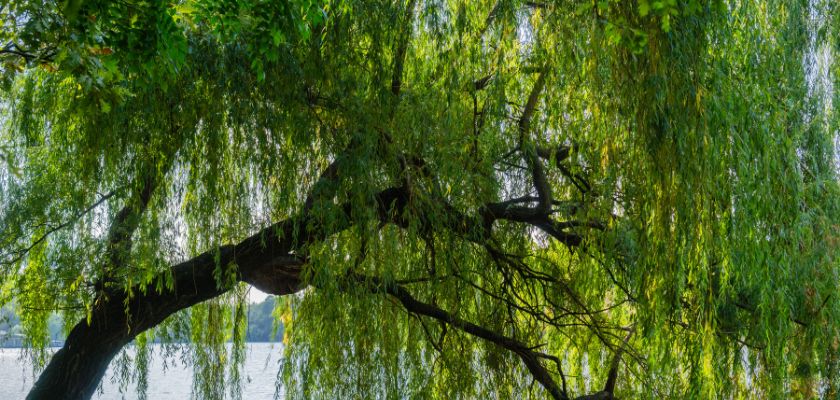 Understanding Hazardous Trees