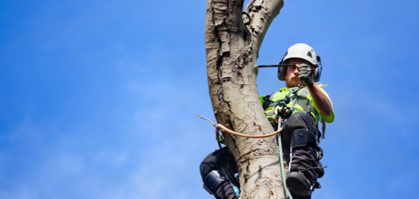 Understanding Tree Mitigation