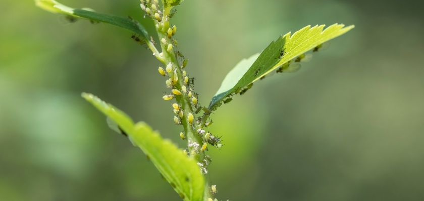 Understanding Webworms and Their Lifecycle