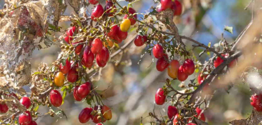 Webworm Infestations and Their Impact