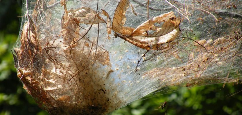 Webworm Infestations