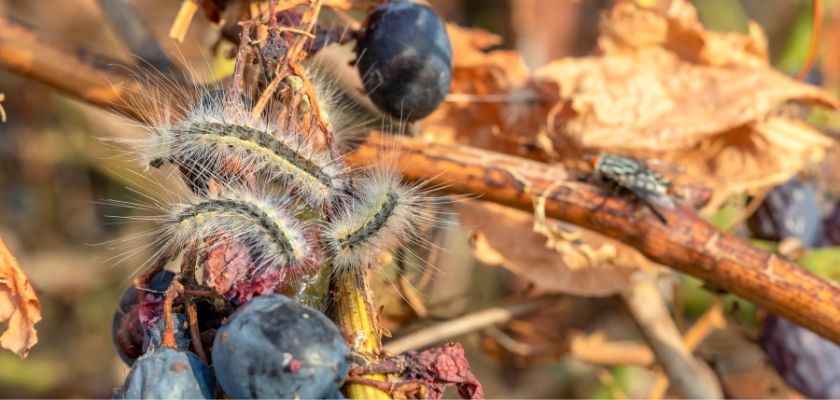 Webworms Affect Tree Health