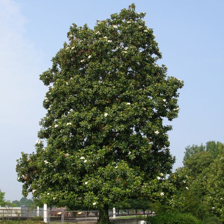 Texas Tree Transformation