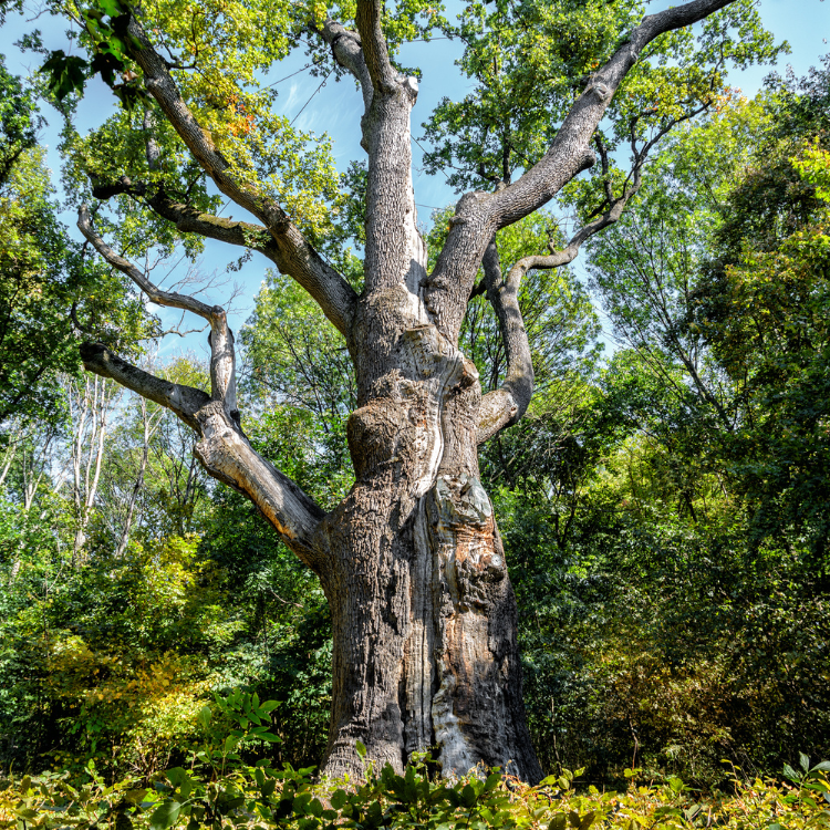 Texas Tree Transformation