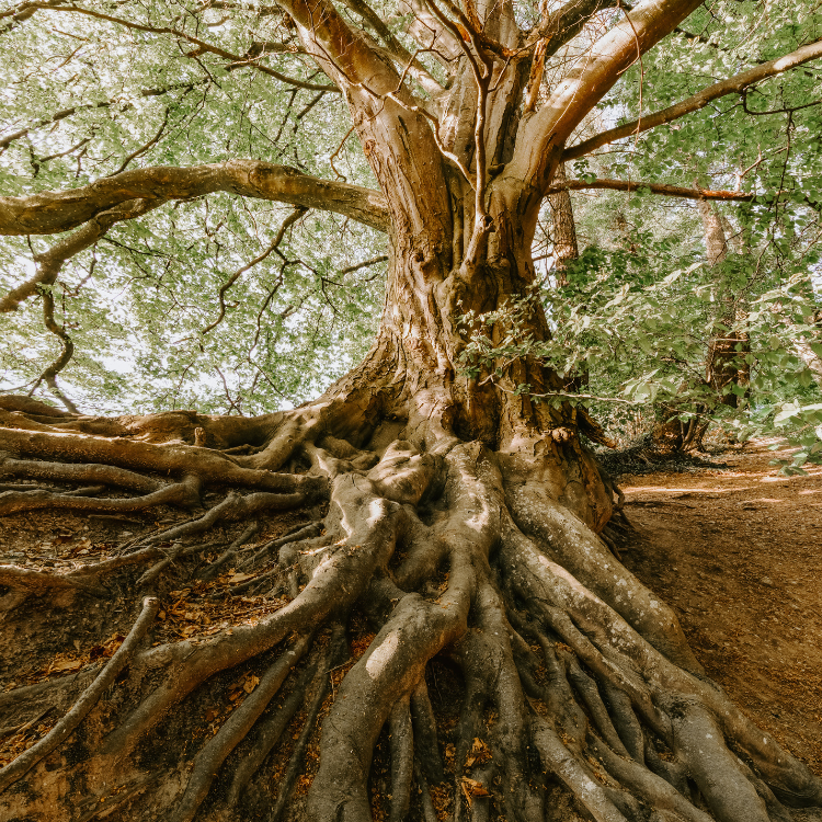 Texas Tree Transformation