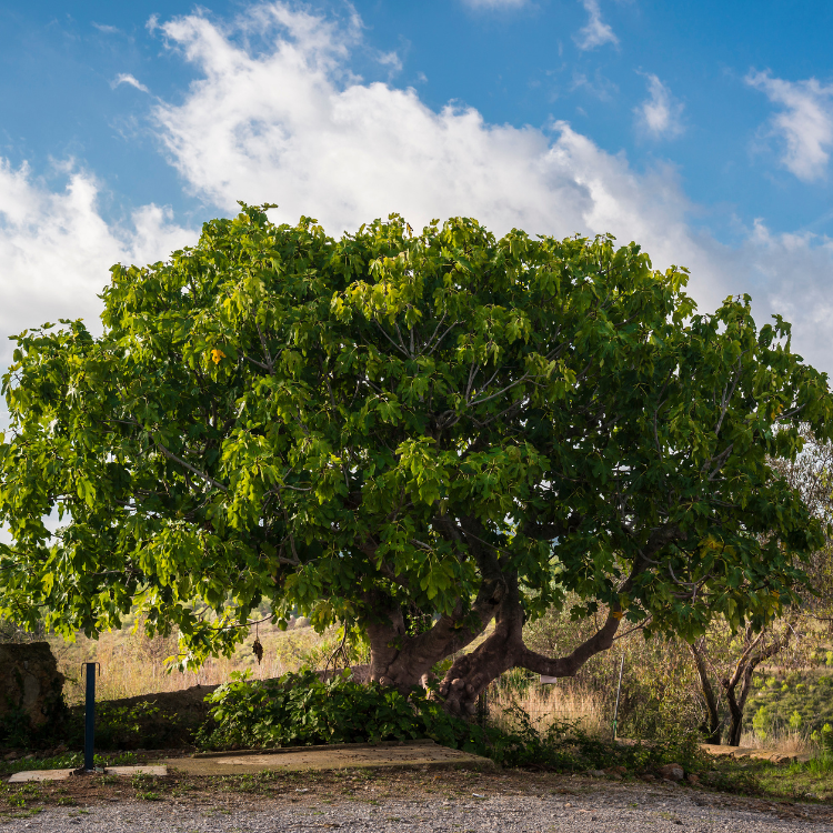 Texas Tree Transformation