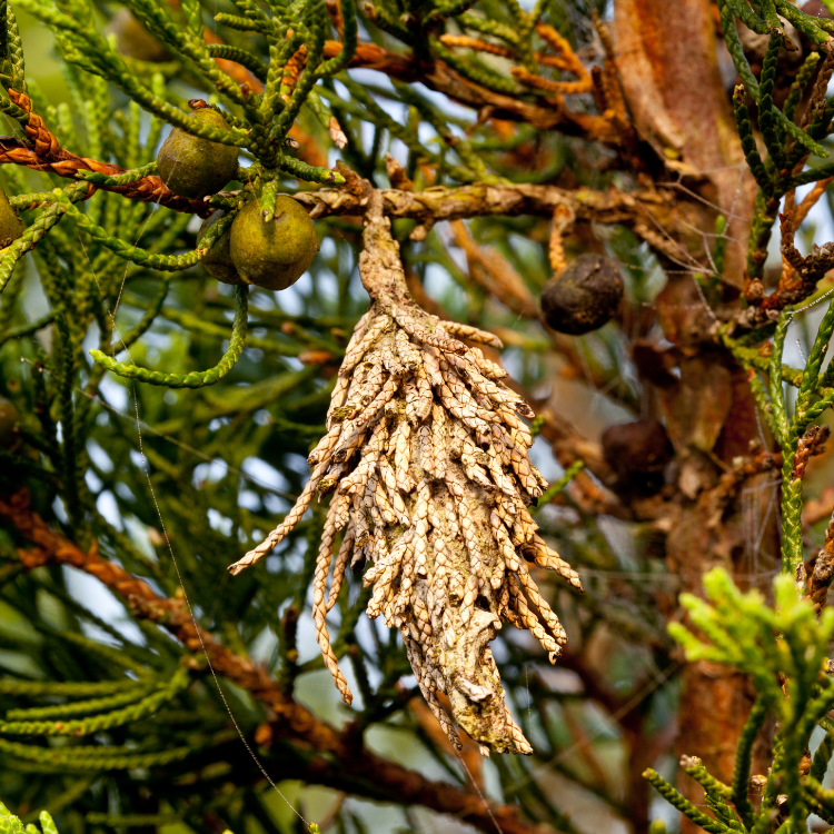 Texas Tree Transformation