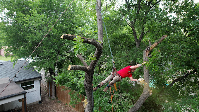 Tree Removal