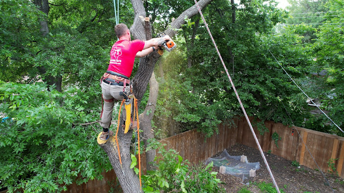 Tree Removal