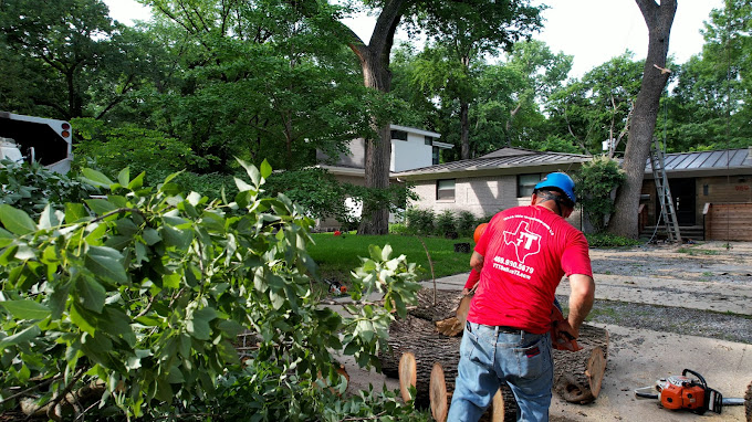 Tree Removal