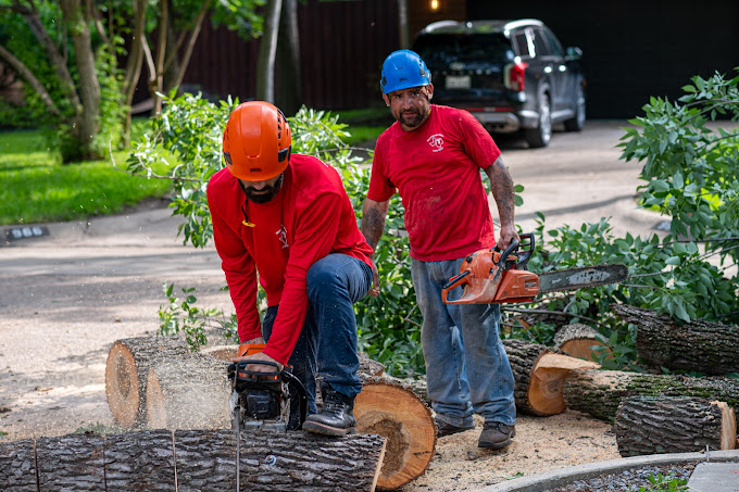 Tree Removal