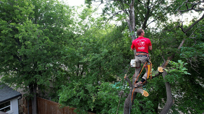 Tree Removal