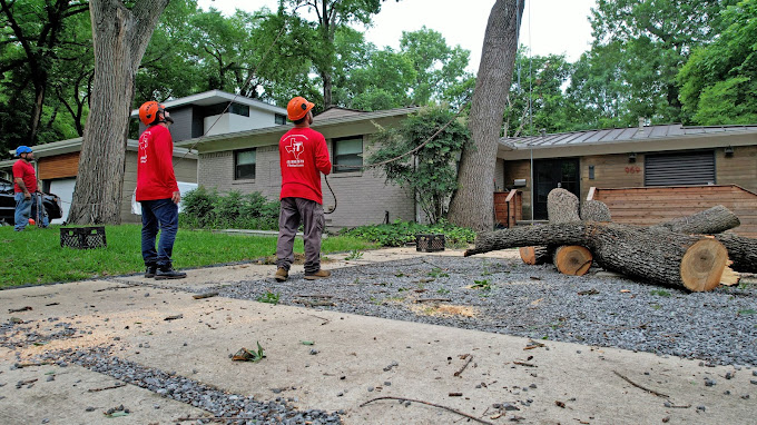 Tree Removal