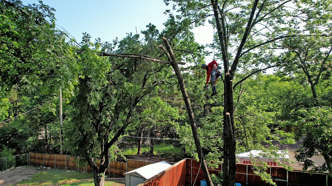 Tree Removal