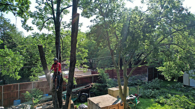 Tree Removal