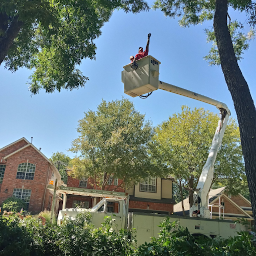 Tree Removal