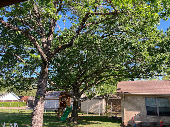 Tree Removal