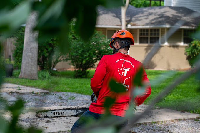 Tree Removal