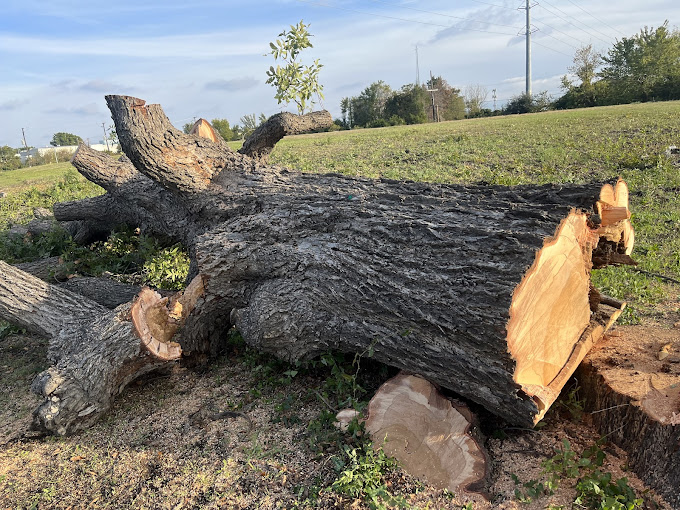 Tree Removal