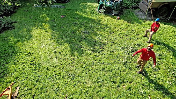 Tree Removal