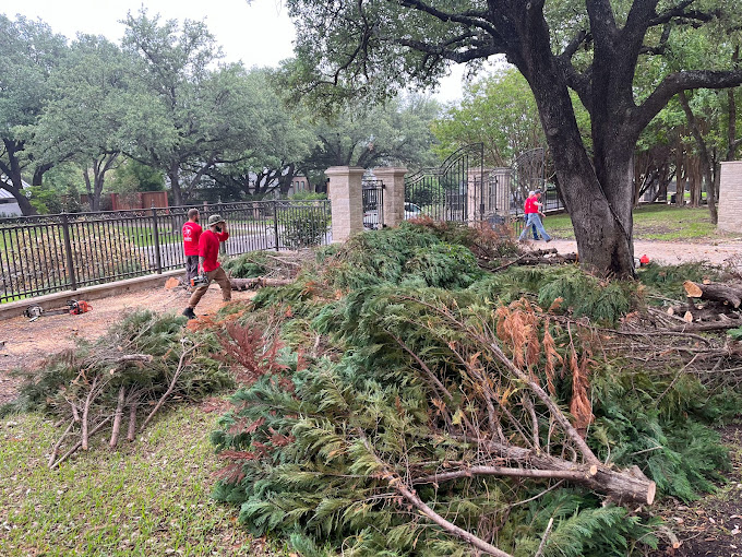 Tree Removal