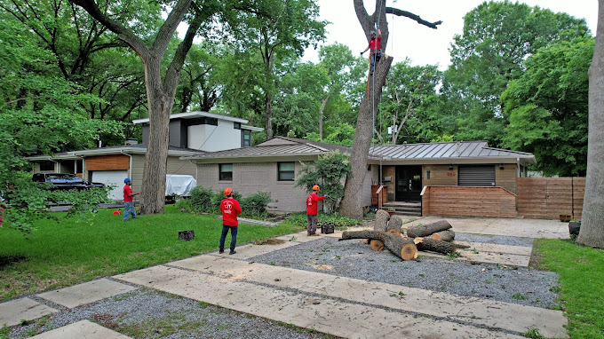 Tree Removal