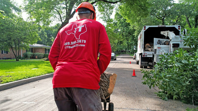 Tree Removal