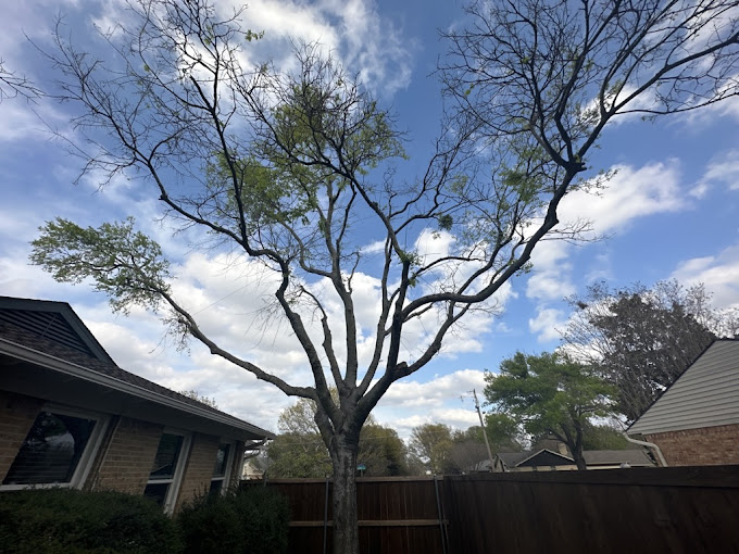 Tree Removal