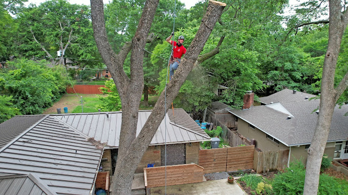 Tree Removal