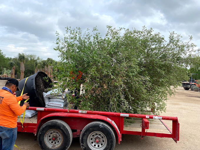 Tree Removal