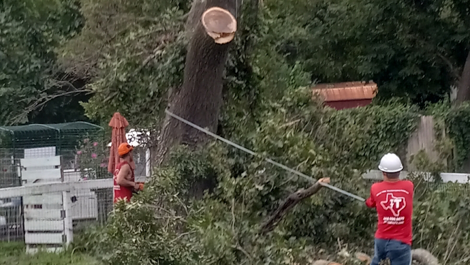 Tree Removal