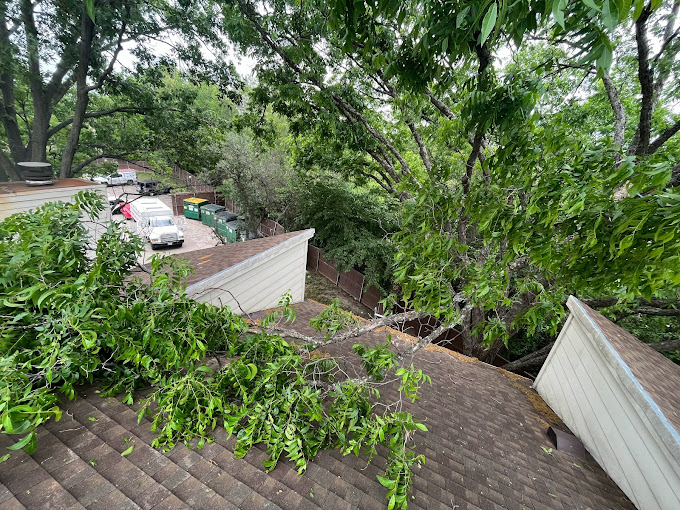 Tree Removal