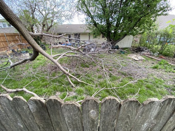 Tree Removal