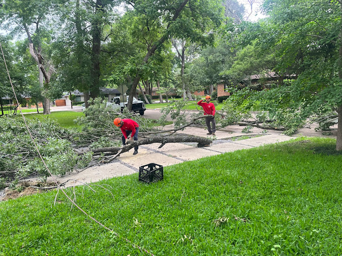 Tree Removal