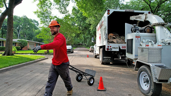 Tree Removal