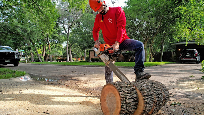 Tree Removal