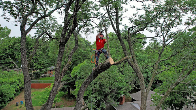 Tree Removal