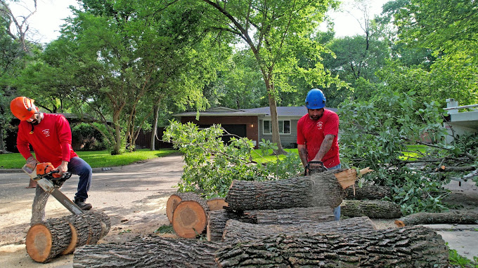 Tree Removal