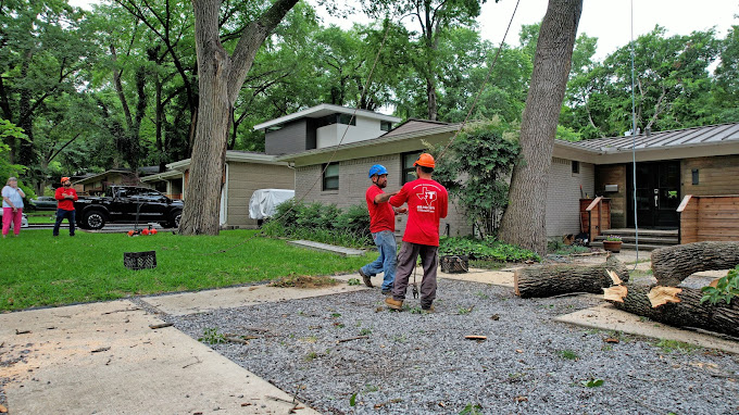 Tree Removal