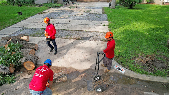 Tree Removal