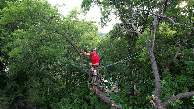 Tree Removal