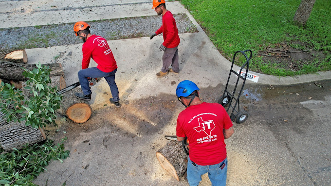 Tree Removal