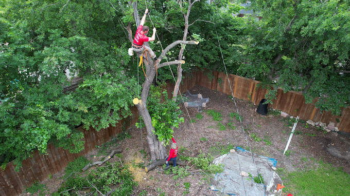 Tree Removal