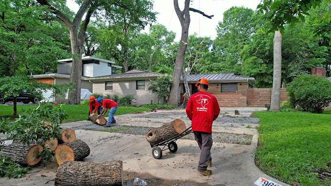 Tree Removal