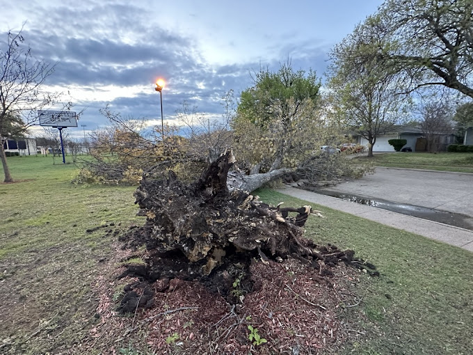 Tree Removal